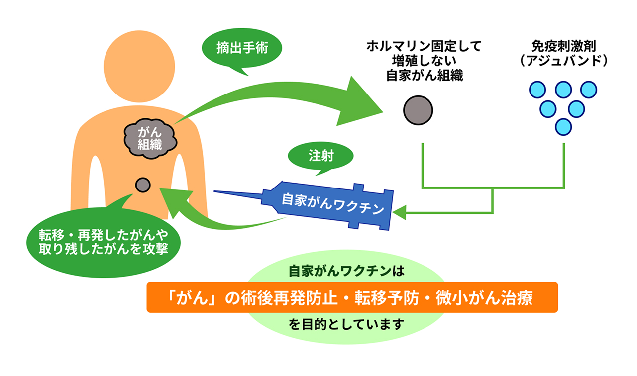 手術で摘出した患者自身のがん組織からがん細胞を取り出し、ホルマリン固定を行わない新鮮ながん組織と免疫刺激剤を用いて自家がんワクチンを作製し、注射によって体内へ投与する流れを示した図。患者ごとのがんの特徴に対応した免疫反応を誘導し、術後の再発・転移予防や微小ながん治療を目的としている。